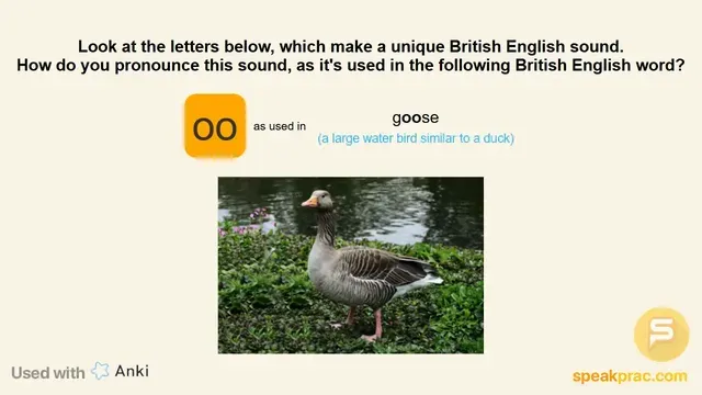 IPA Flashcard Examples